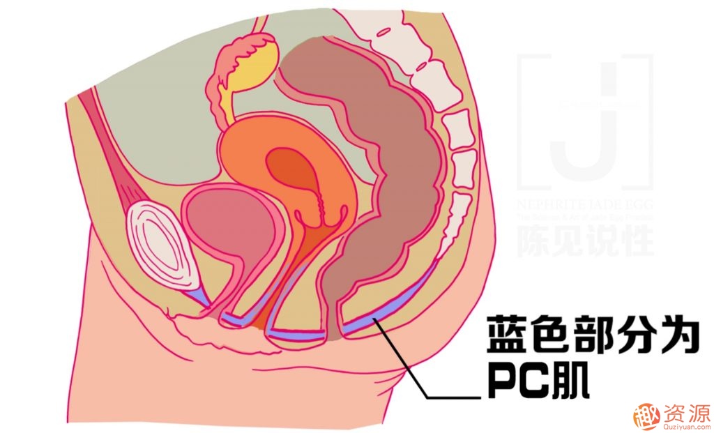女性朋友怎么練習(xí)玉蛋功?玉蛋功鍛煉詳解插圖 女性朋友怎么練習(xí)玉蛋功?玉蛋功鍛煉詳解插圖